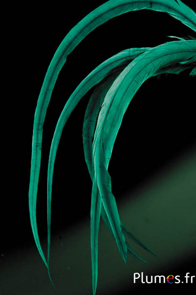 Coq fouet - 35-40 cm - pétrole